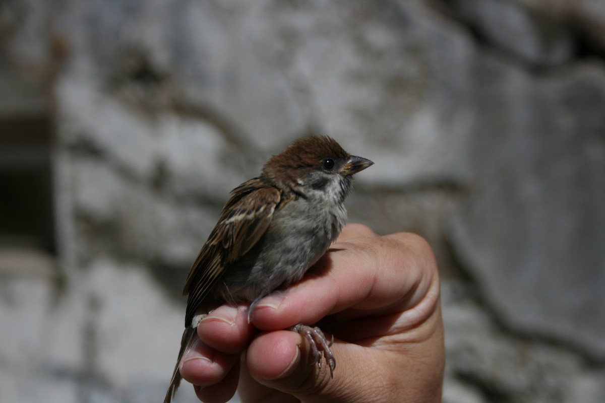 Eurasian Tree Sparrow - Carlos Godinho