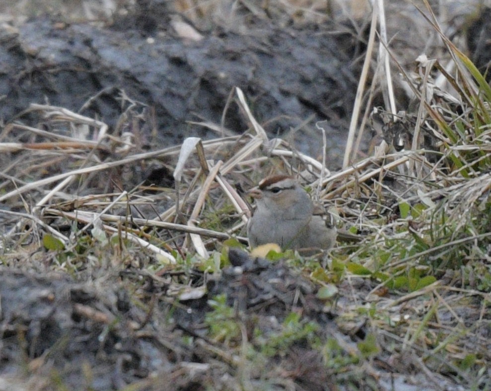 White-crowned Sparrow - ML613051218