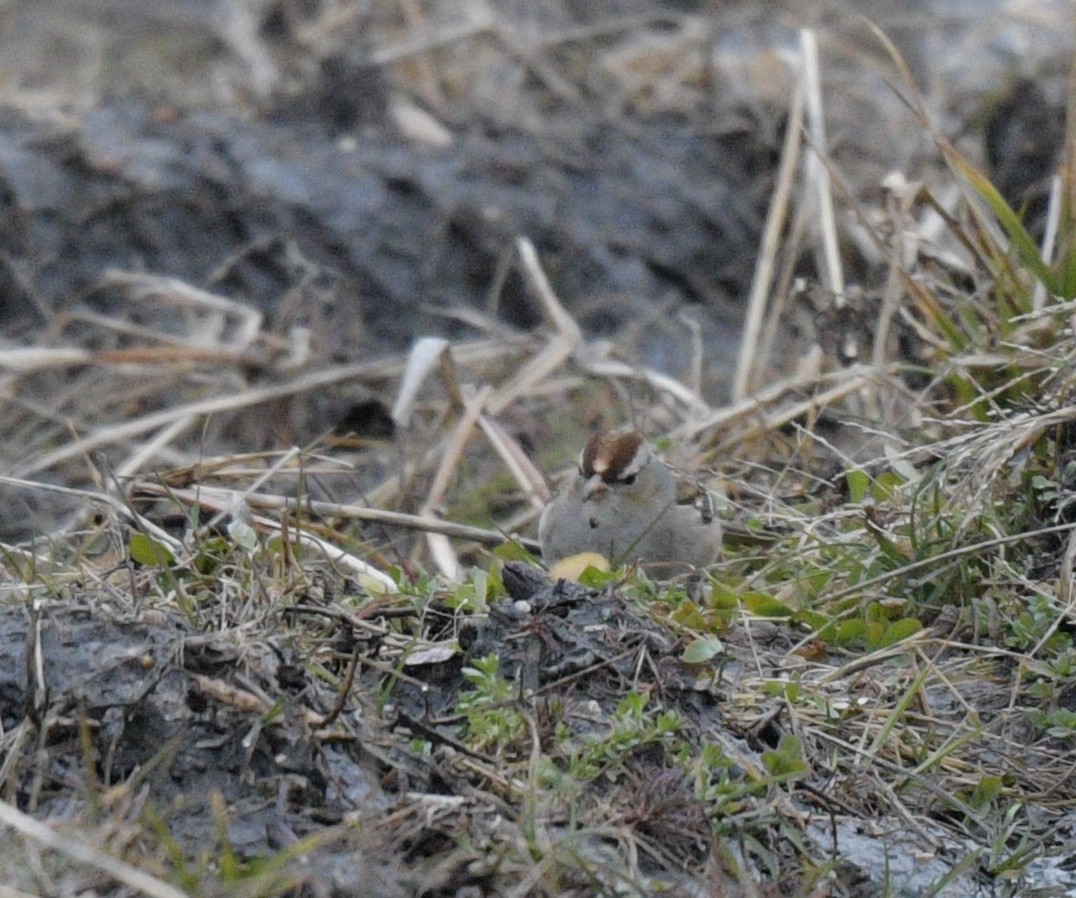 White-crowned Sparrow - ML613051220