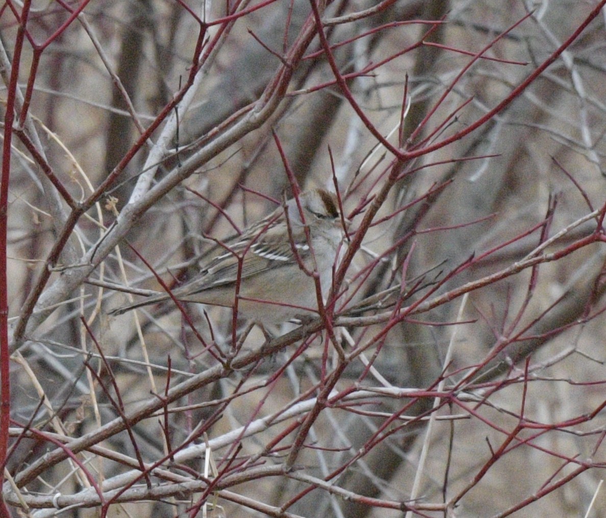 White-crowned Sparrow - ML613051221