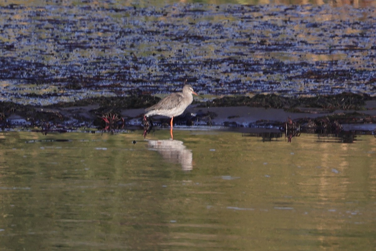 Spotted Redshank - ML613051222