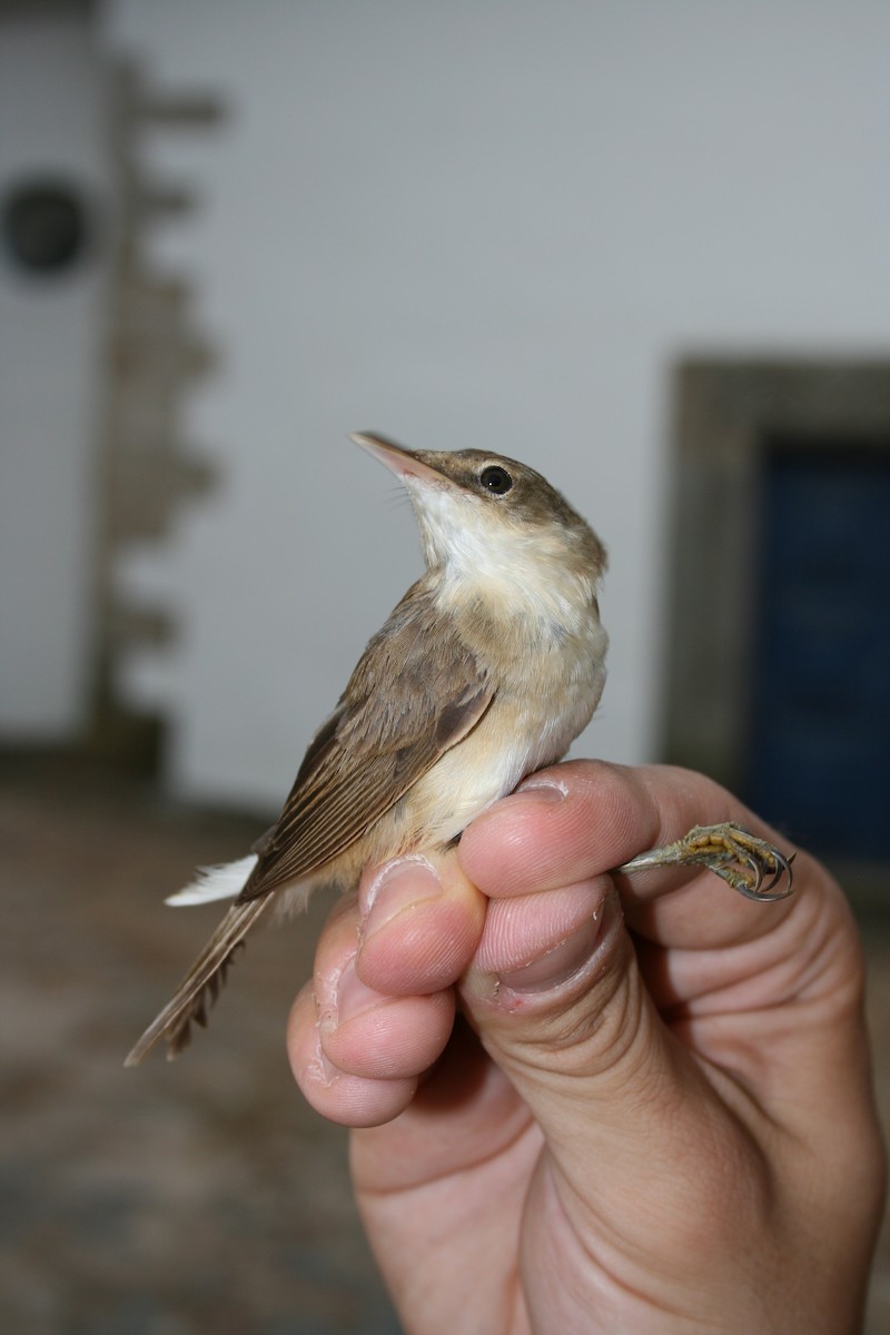 Common Reed Warbler - ML613051229