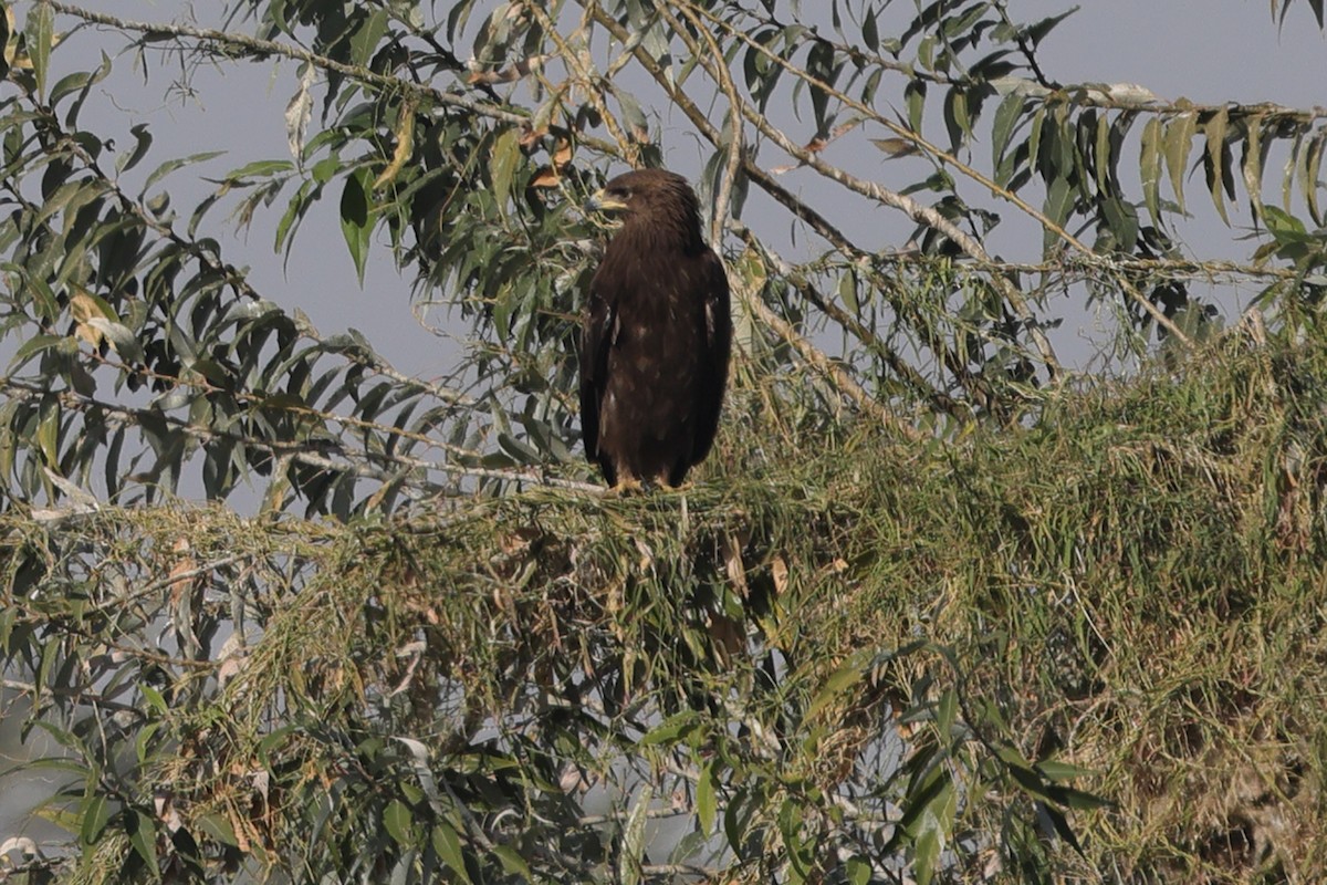 Greater Spotted Eagle - ML613051260
