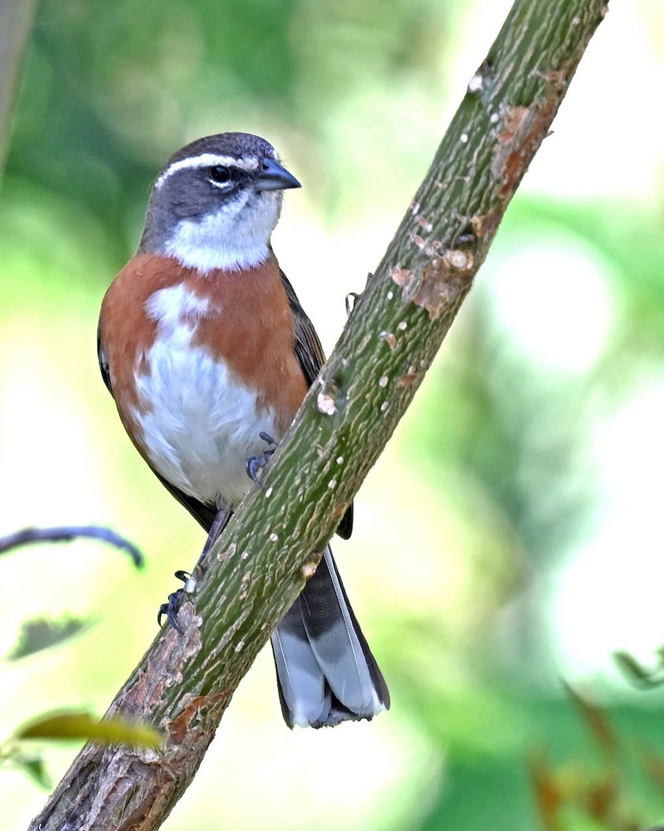 Bolivian Warbling Finch - ML613051352