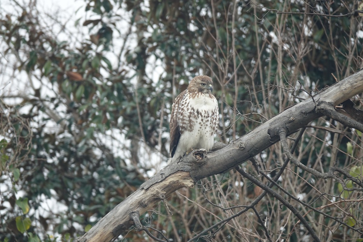 Red-tailed Hawk - ML613051356