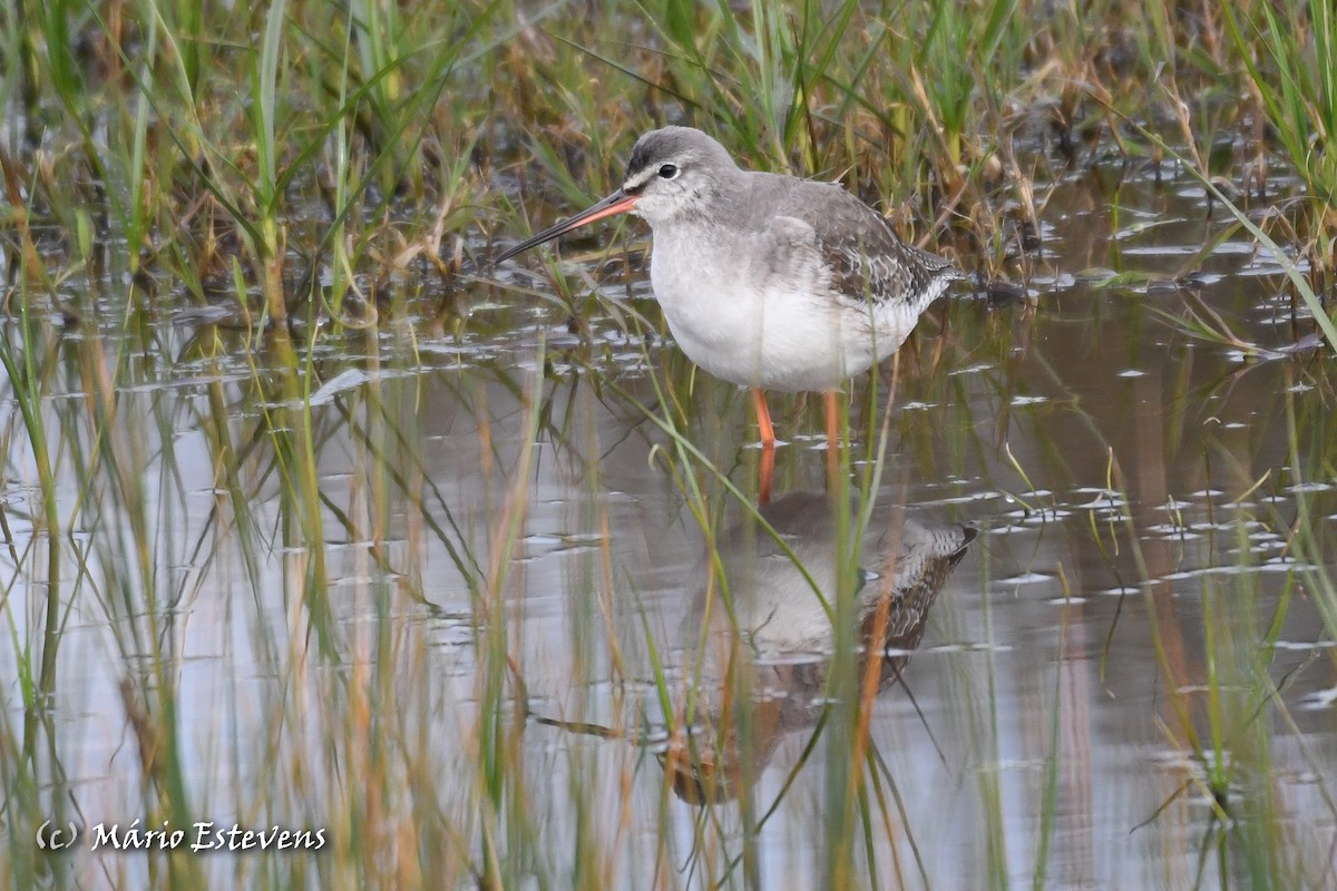 Spotted Redshank - ML613051377