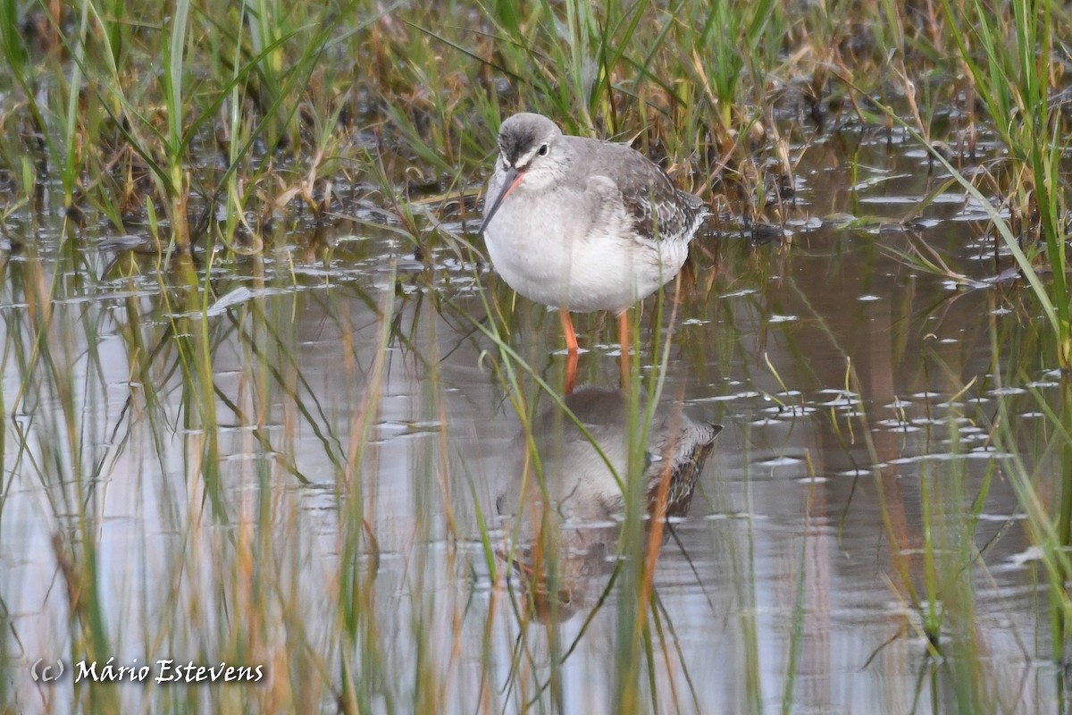 Spotted Redshank - ML613051378