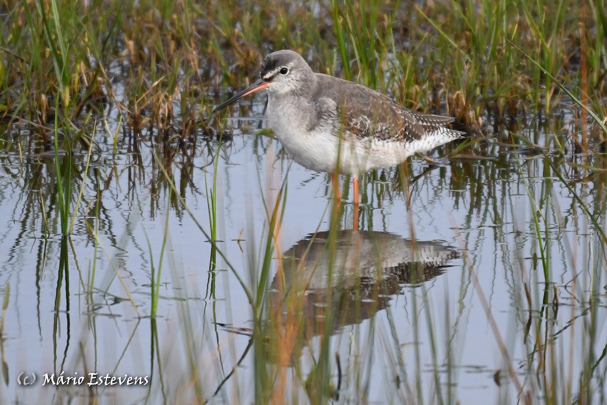 Spotted Redshank - ML613051379