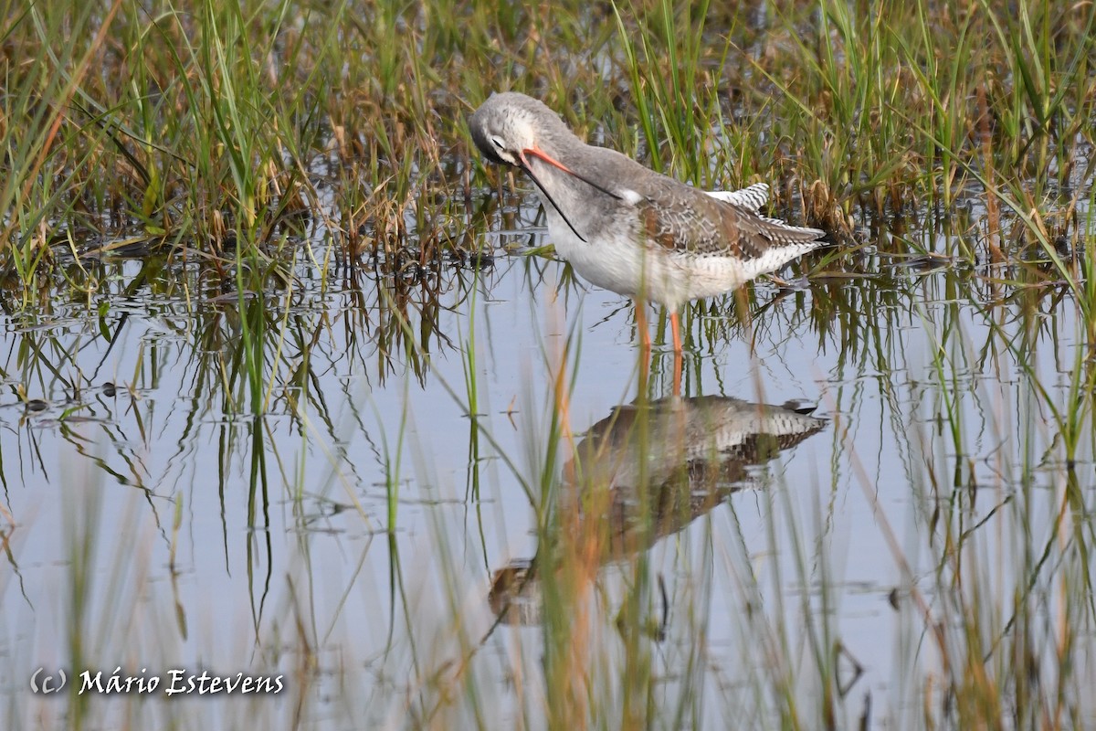 Spotted Redshank - ML613051382