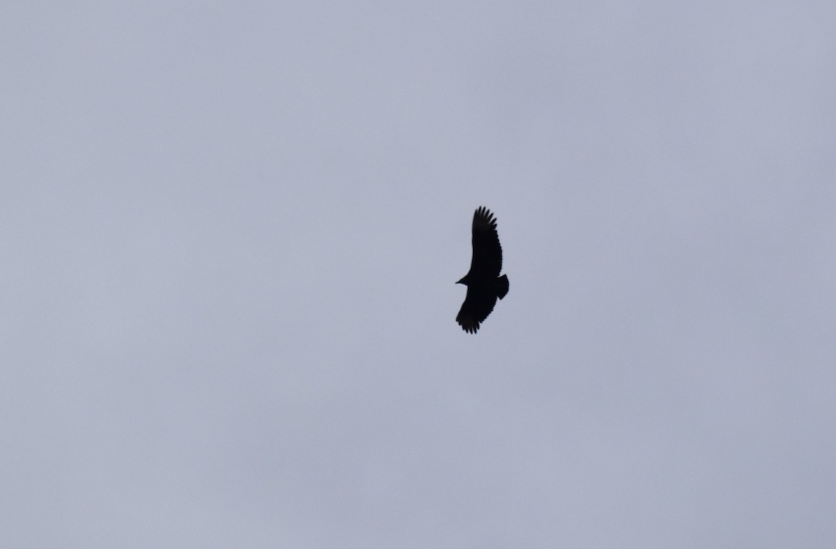 Black Vulture - ML613051611