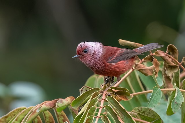 Pink-headed Warbler