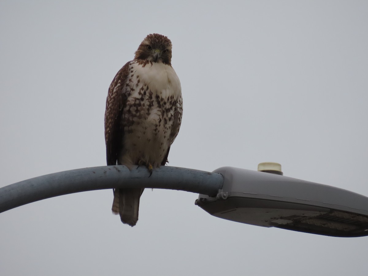 Red-tailed Hawk - ML613051723