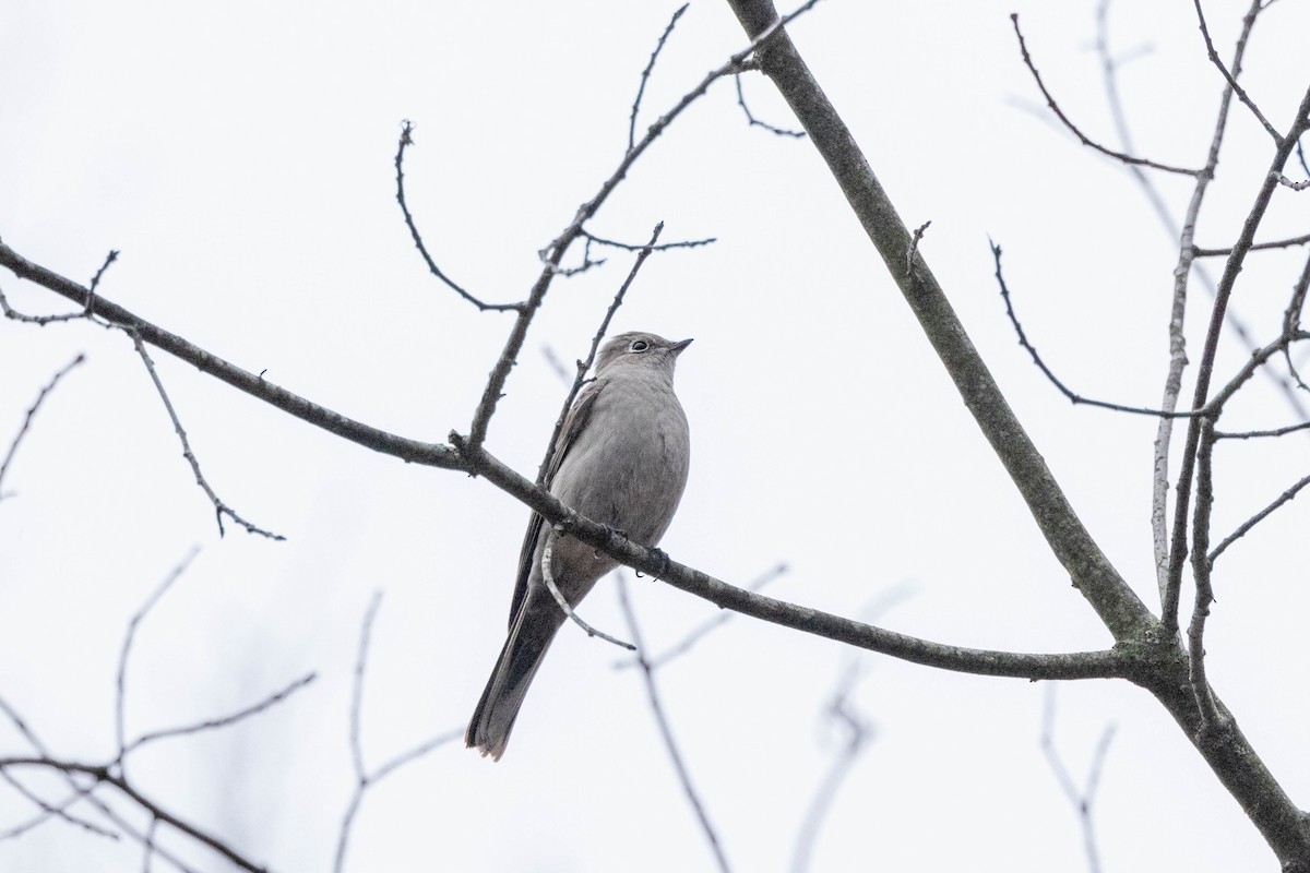 Townsend's Solitaire - ML613051725