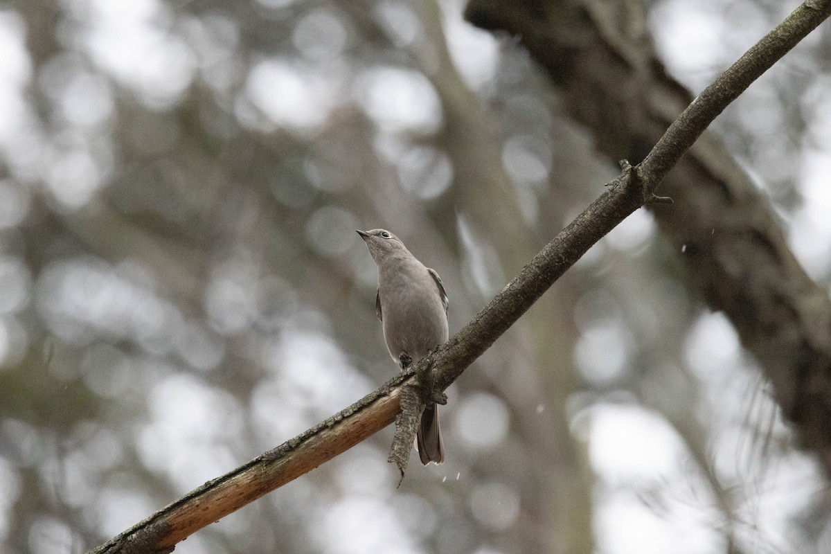 Townsend's Solitaire - Eric Gustafson