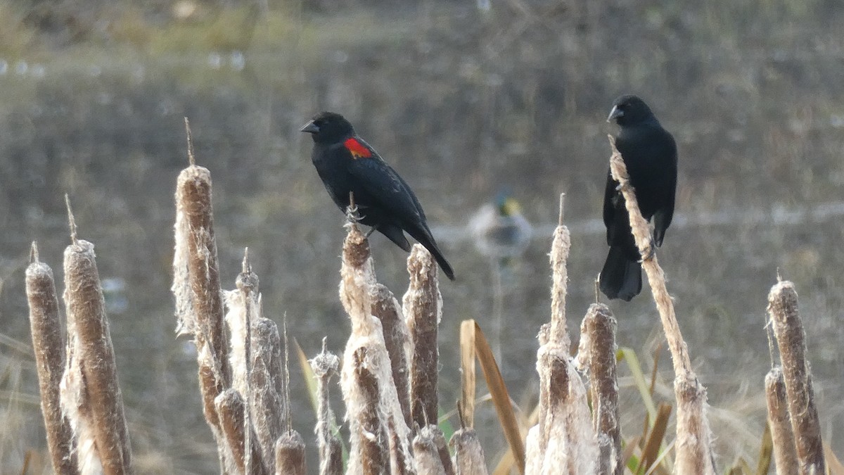 Red-winged Blackbird - ML613051749