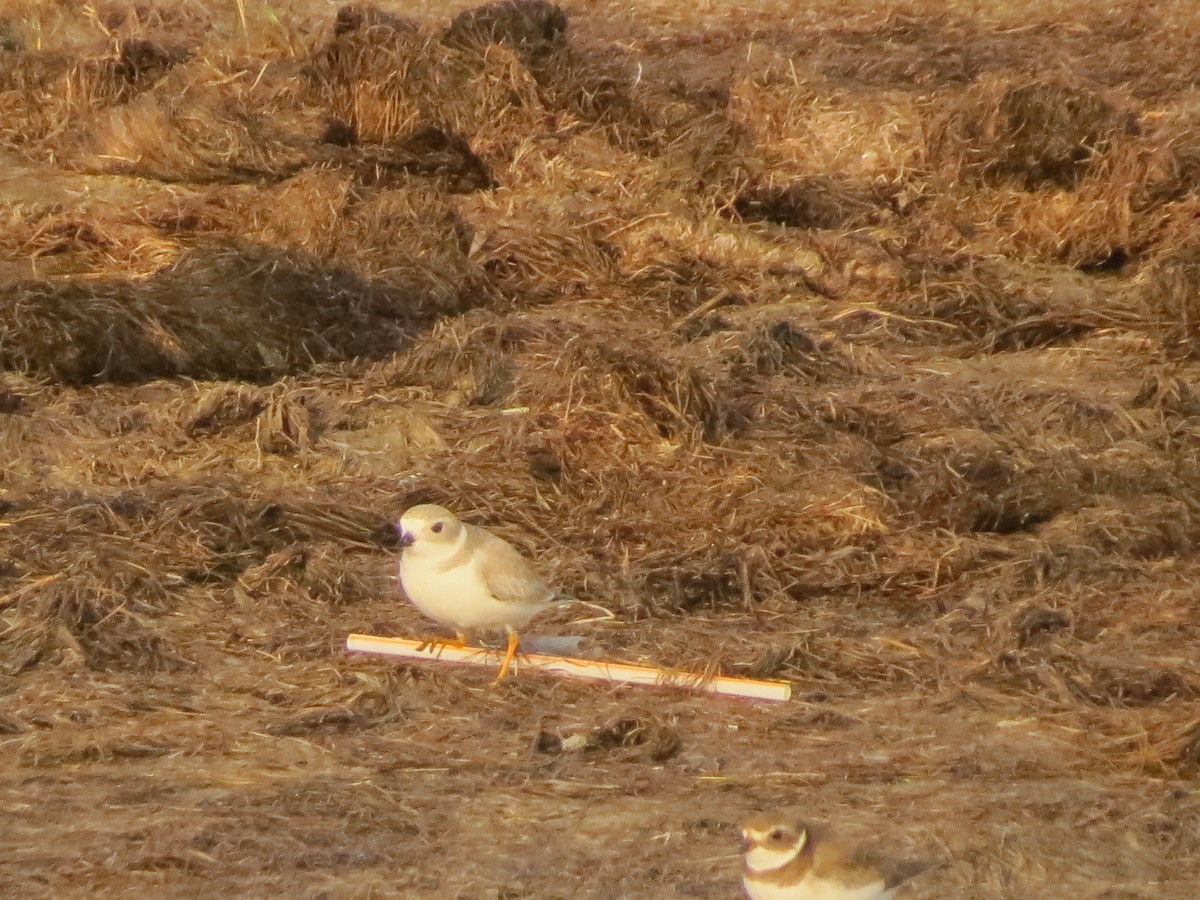 Piping Plover - ML613051752
