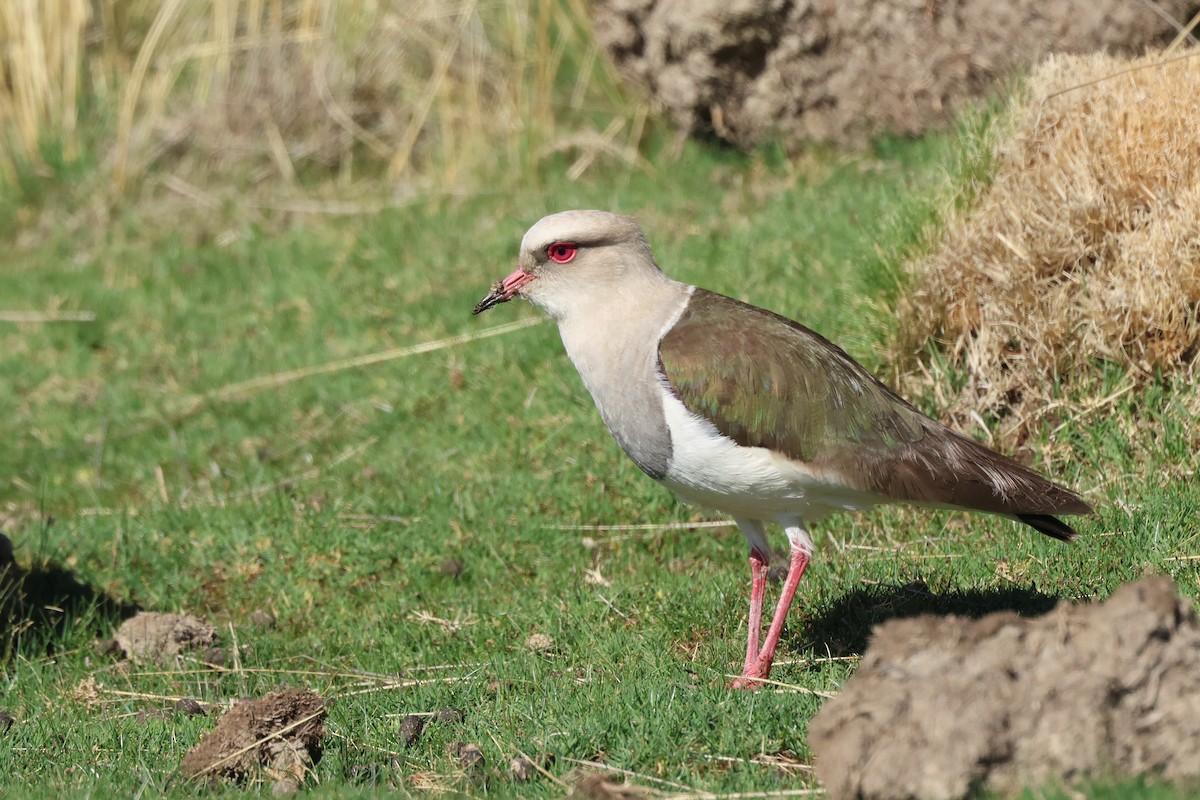 Andean Lapwing - ML613051760