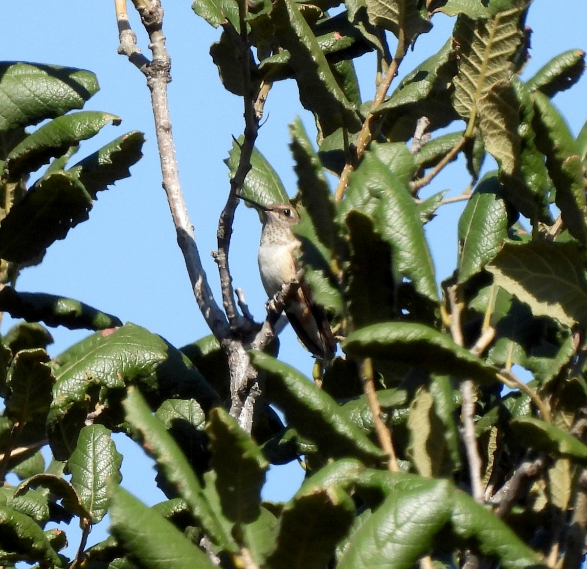 Broad-tailed Hummingbird - ML613051763