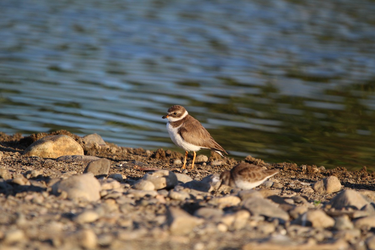 Semipalmated Plover - ML613051801