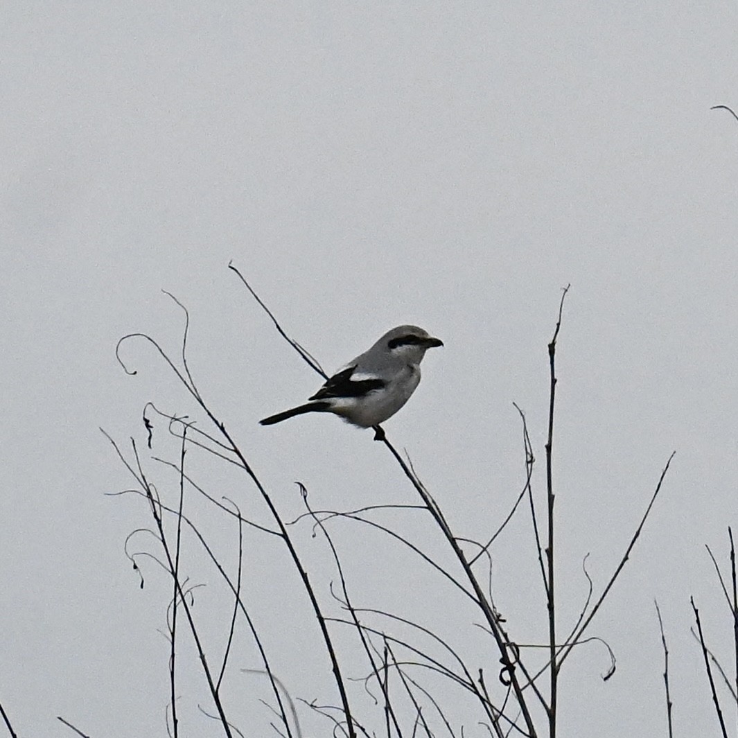 ebird-checklist-3-jan-2024-battelle-darby-creek-metro-park-darby