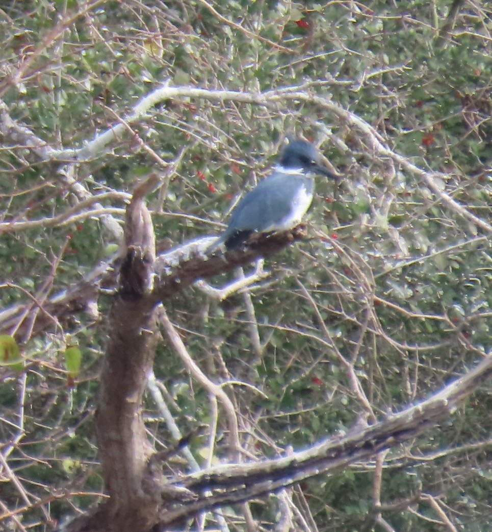 Belted Kingfisher - ML613052082