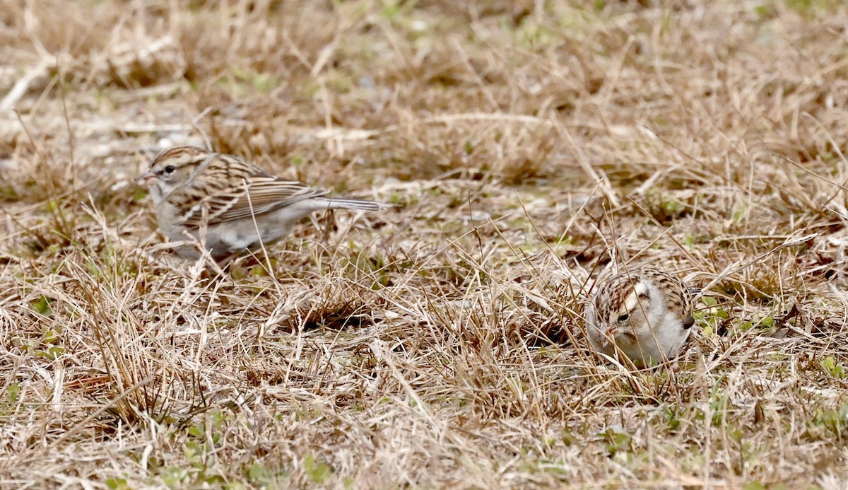 Clay-colored Sparrow - ML613052182
