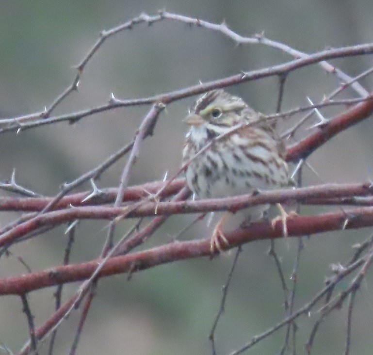 Savannah Sparrow - ML613052354