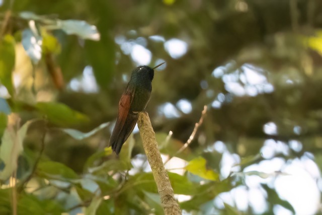 Garnet-throated Hummingbird