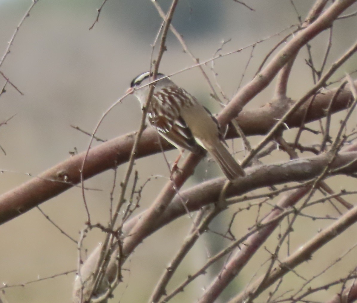 White-crowned Sparrow - ML613052516