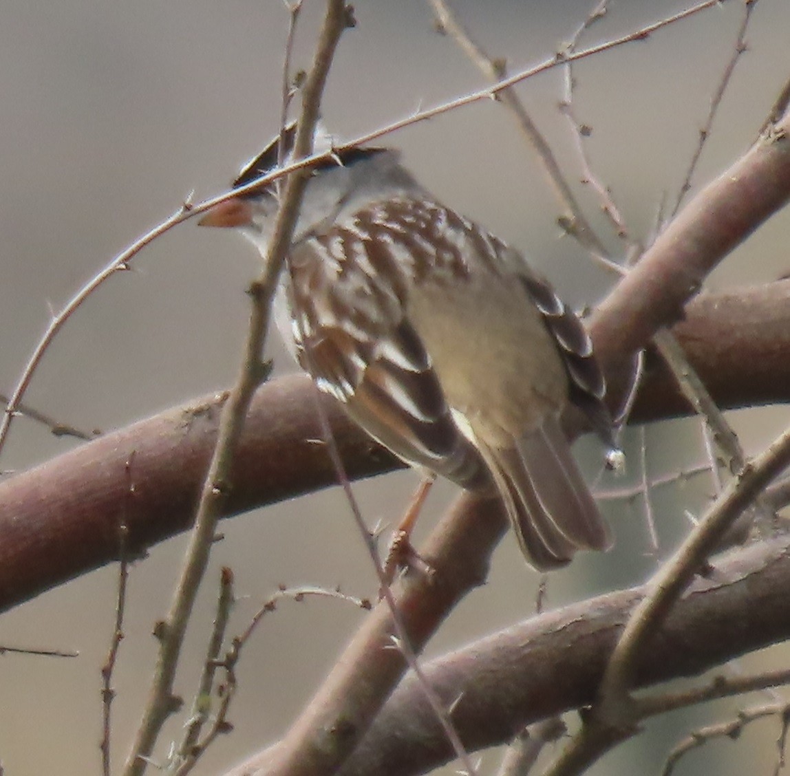 White-crowned Sparrow - ML613052517