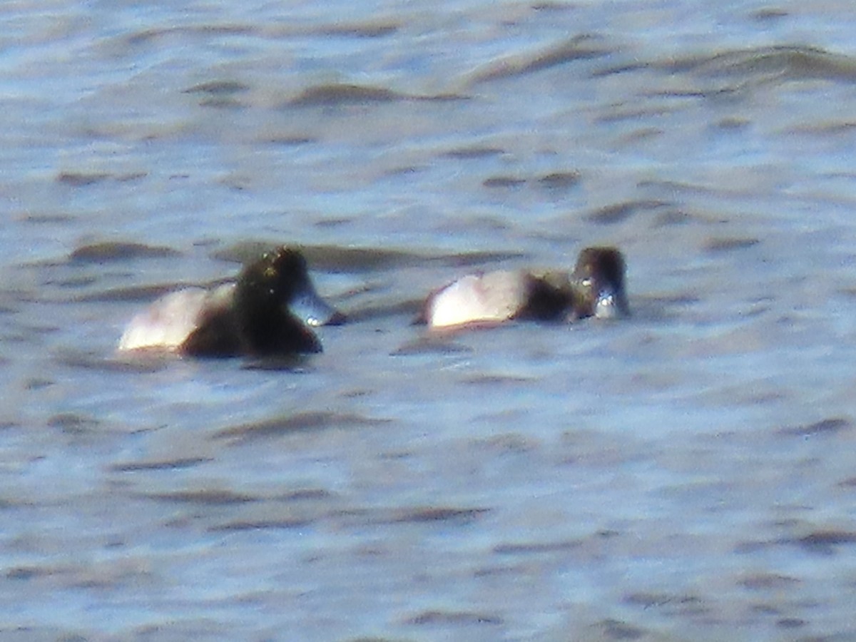 Greater Scaup - ML613052575