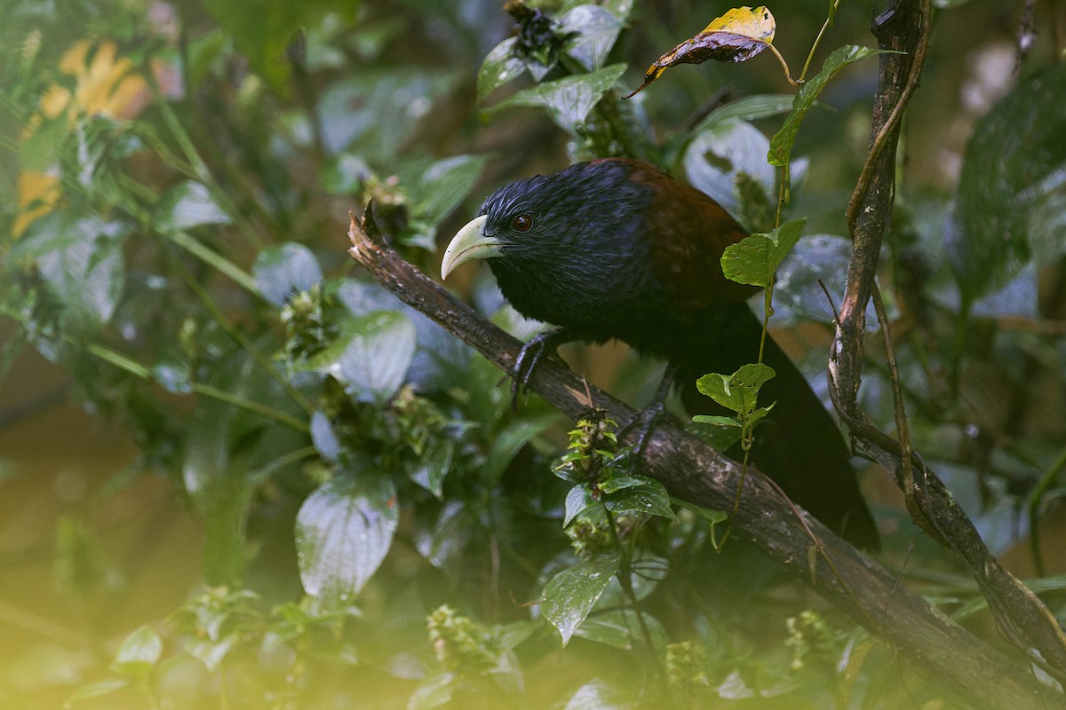 Green-billed Coucal - ML613052641