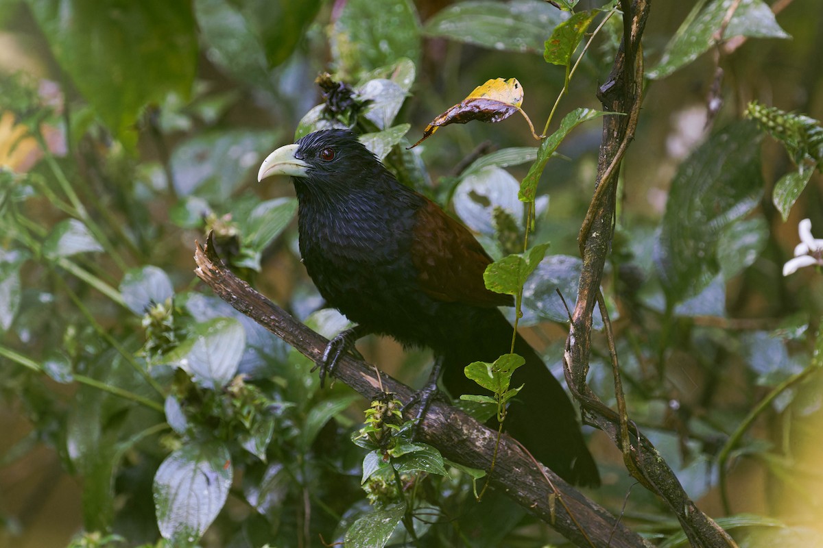 Green-billed Coucal - ML613052643