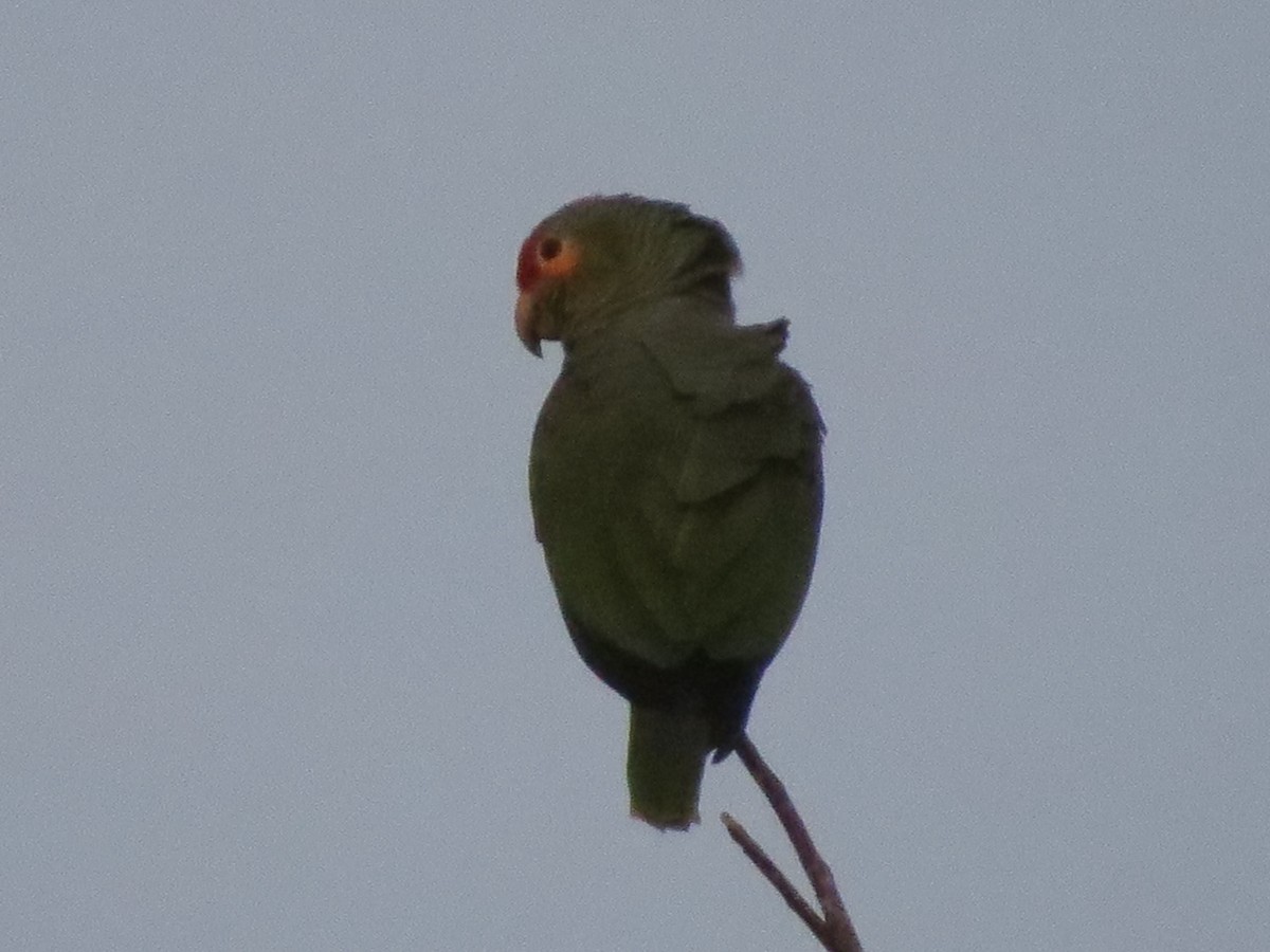 Red-lored Parrot - ML613052841