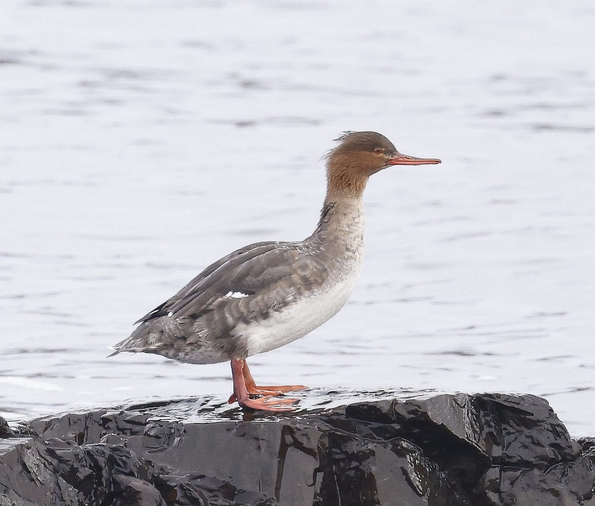 Red-breasted Merganser - Charles Fitzpatrick