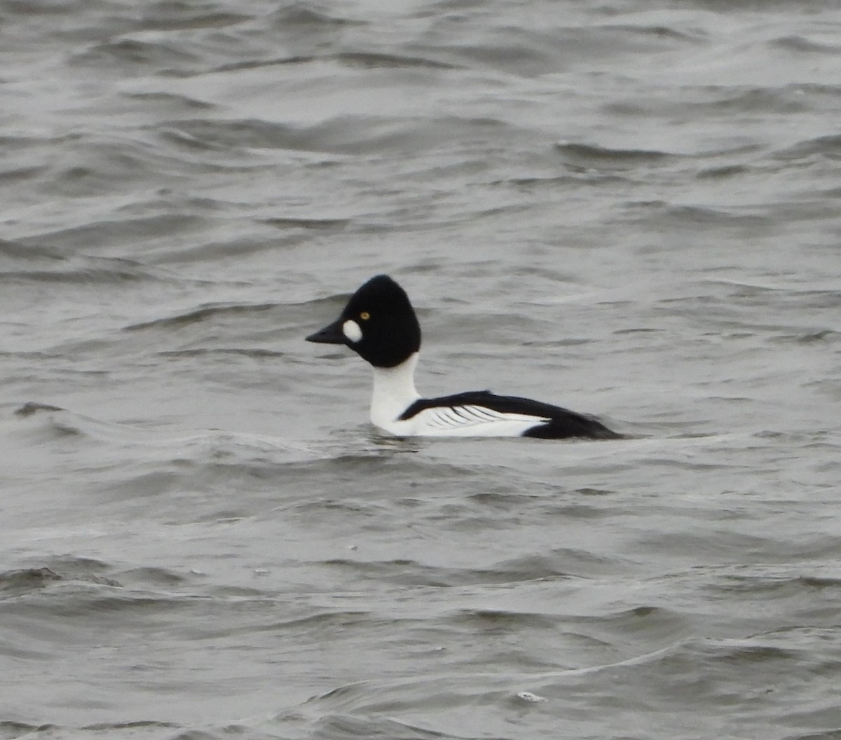 eBird Checklist - 2 Jan 2024 - Parc Maynard-Ferguson - 8 species