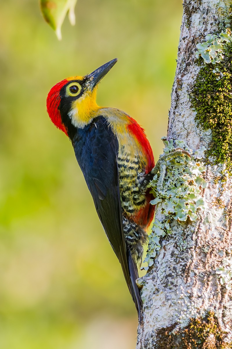 Yellow-fronted Woodpecker - ML613052992