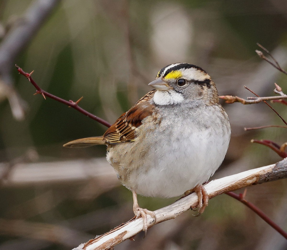 White-throated Sparrow - ML613053077