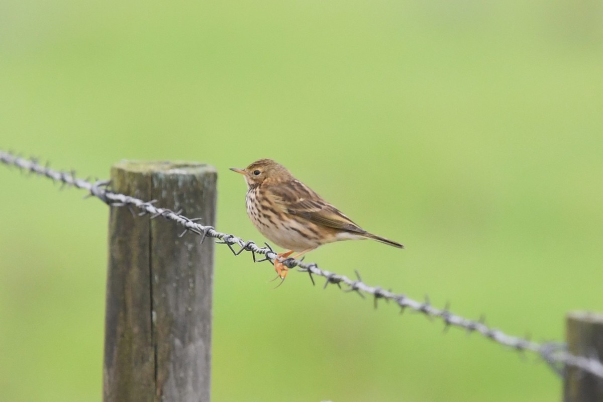 Meadow Pipit - ML613053251