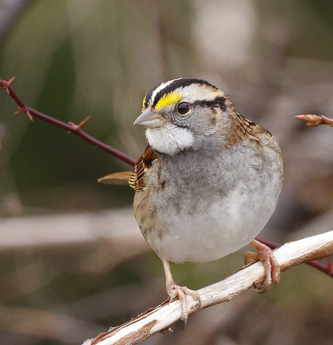 White-throated Sparrow - ML613053252