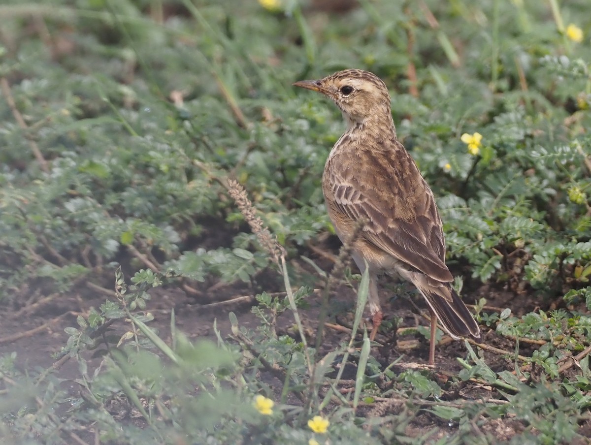 African Pipit (African) - ML613053293