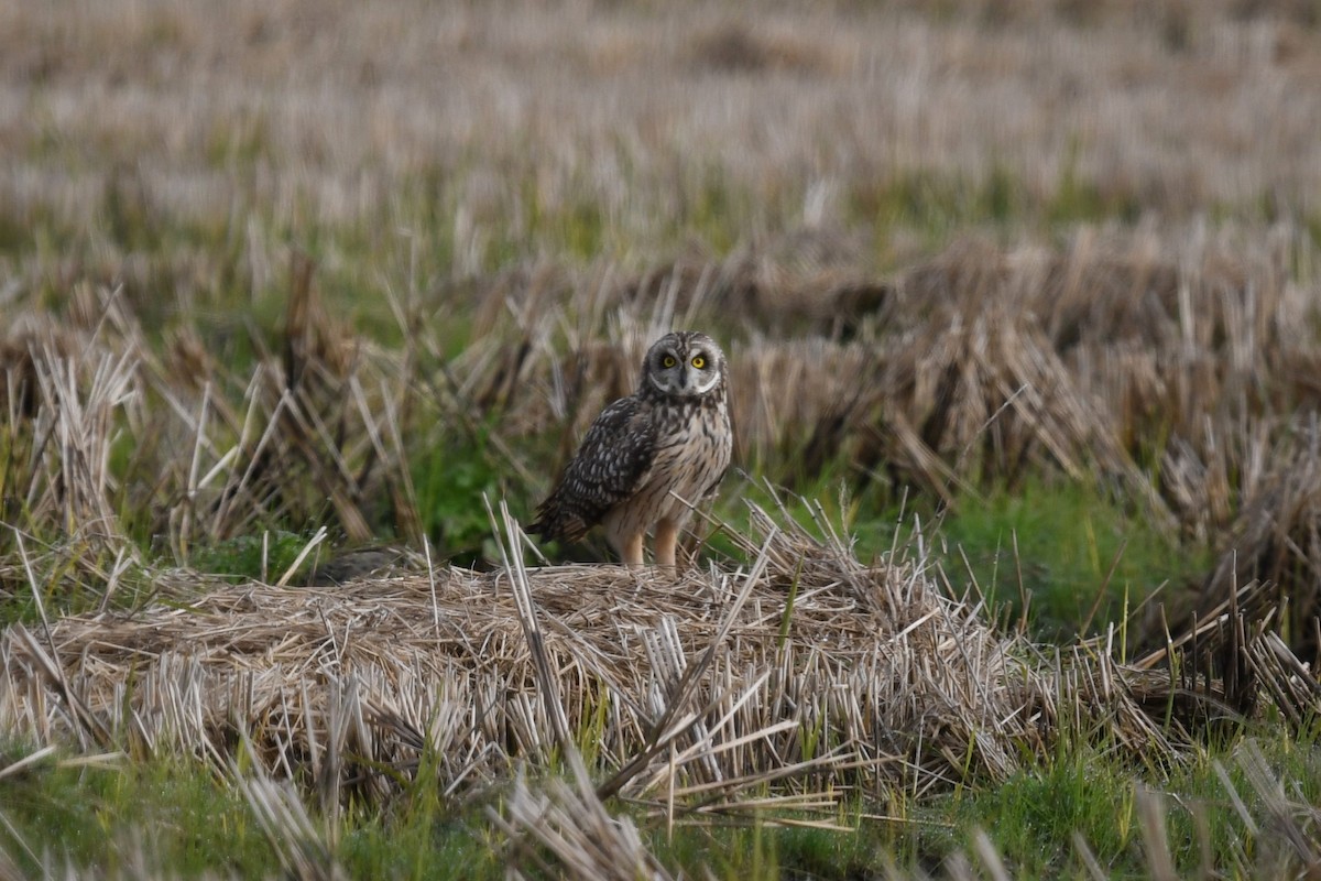 Short-eared Owl - ML613053380