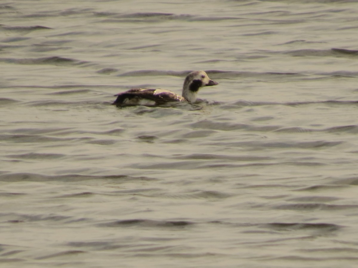 Long-tailed Duck - ML613053465