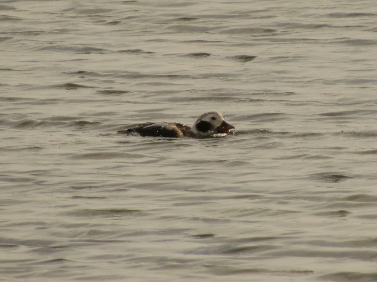 Long-tailed Duck - ML613053466