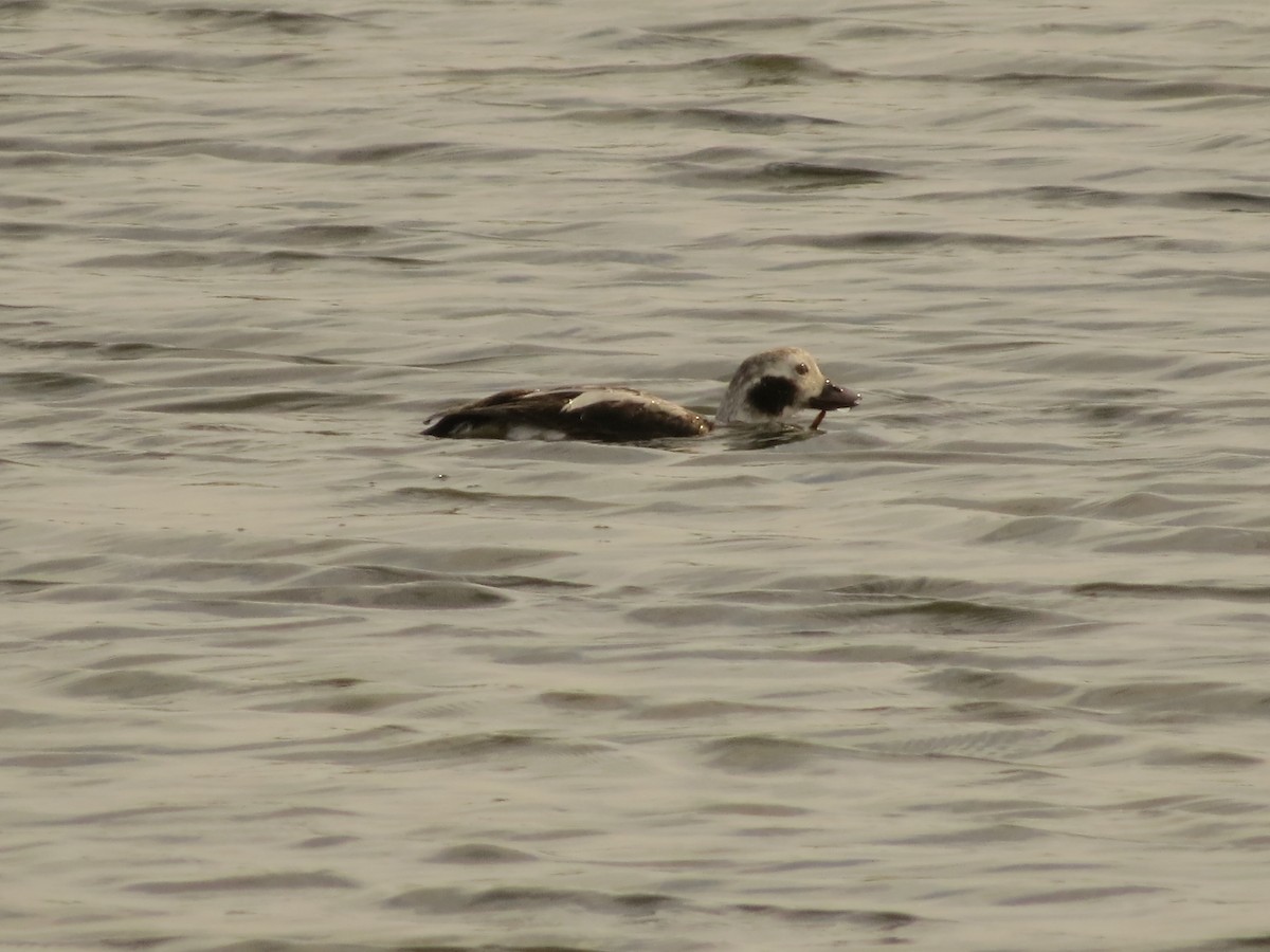 Long-tailed Duck - ML613053467