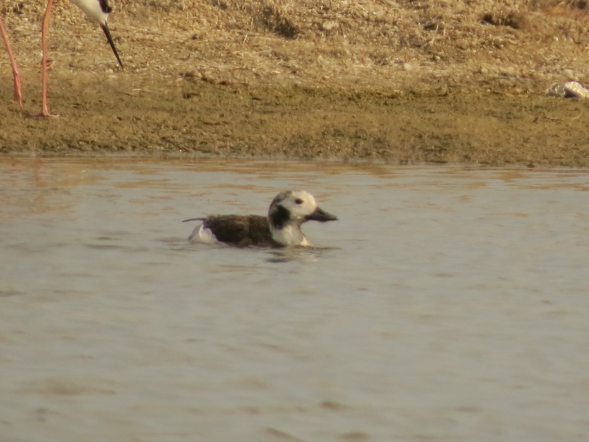 Long-tailed Duck - ML613053468