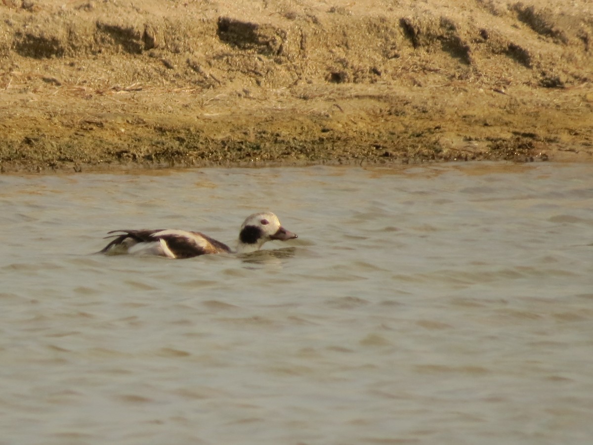 Long-tailed Duck - ML613053470