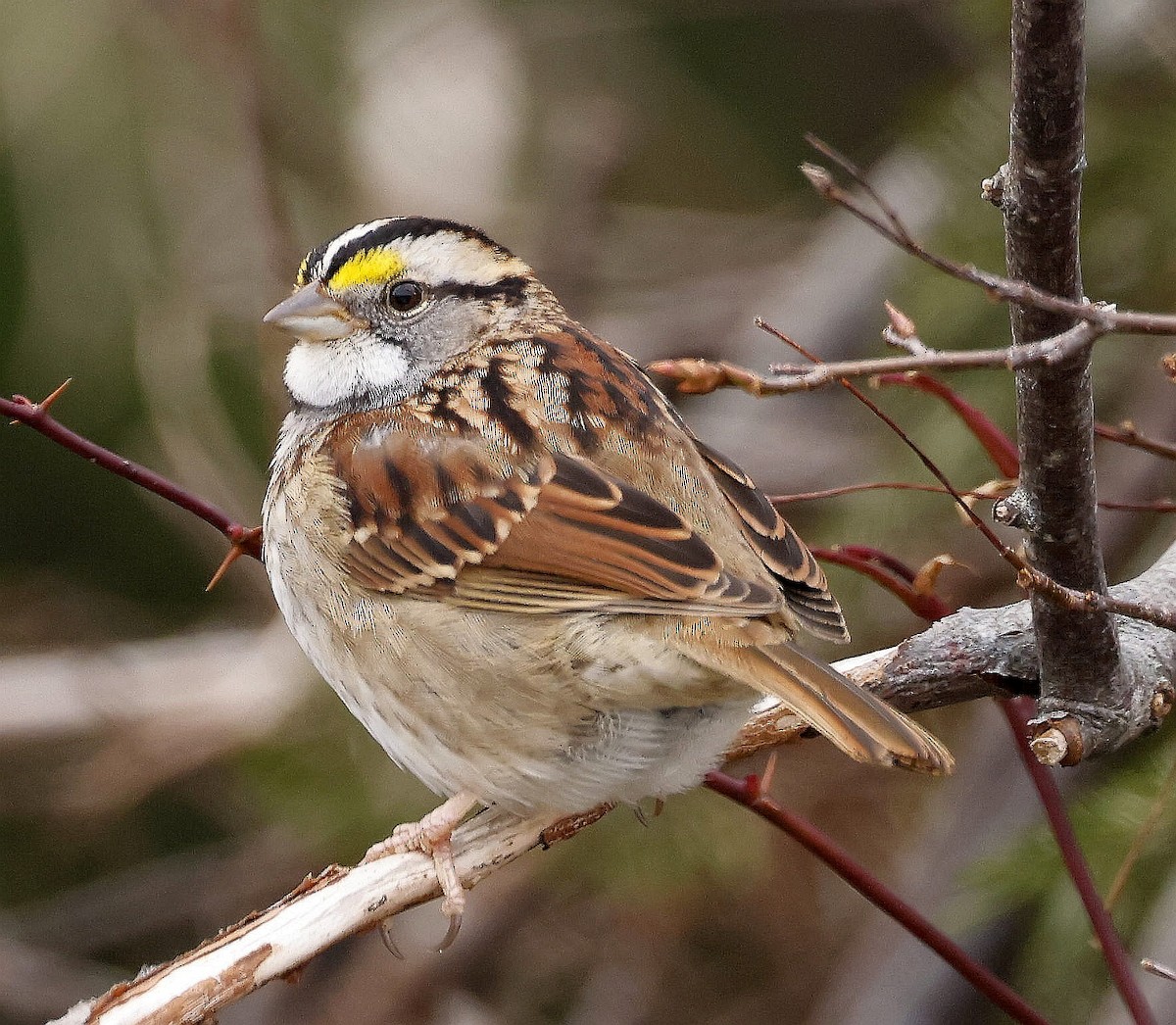 White-throated Sparrow - ML613053488