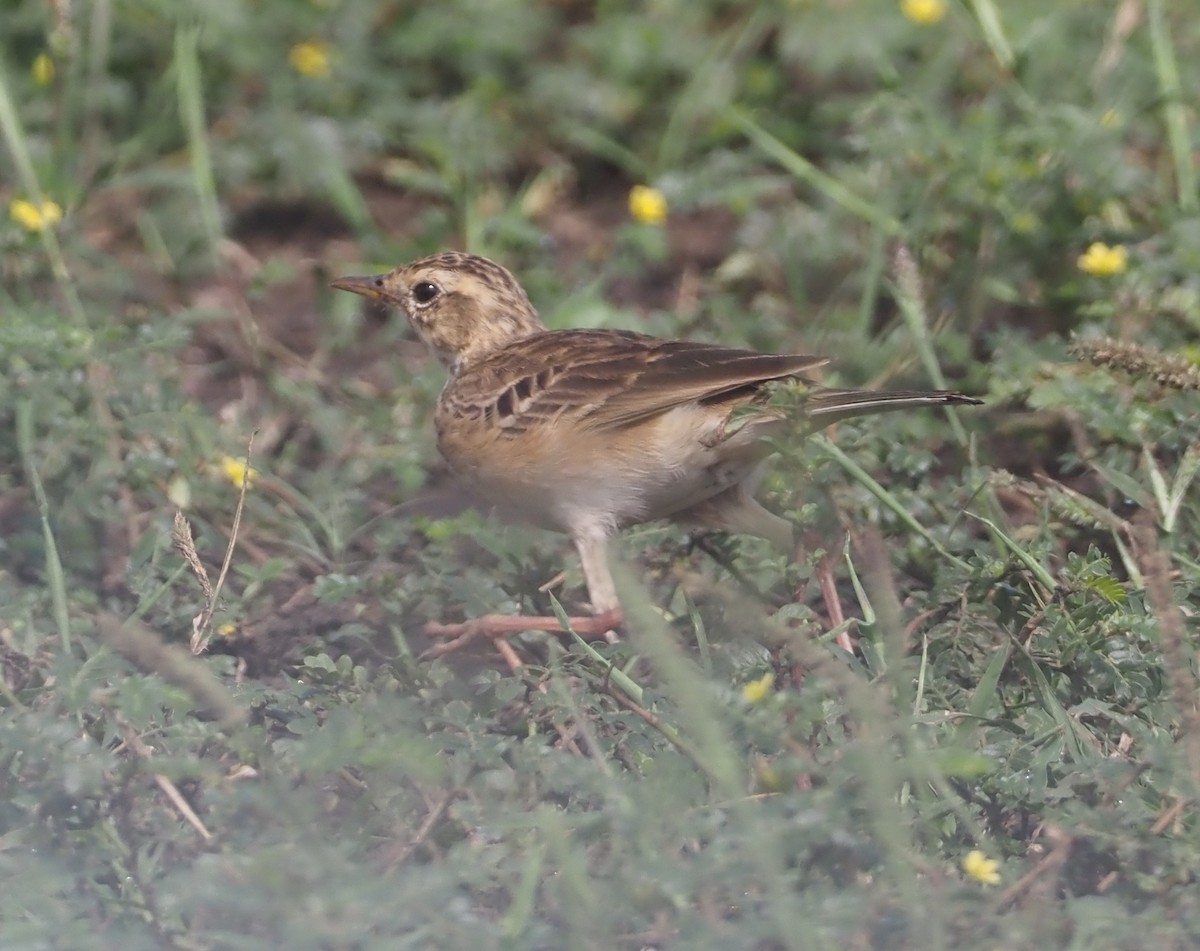 African Pipit (African) - ML613053563