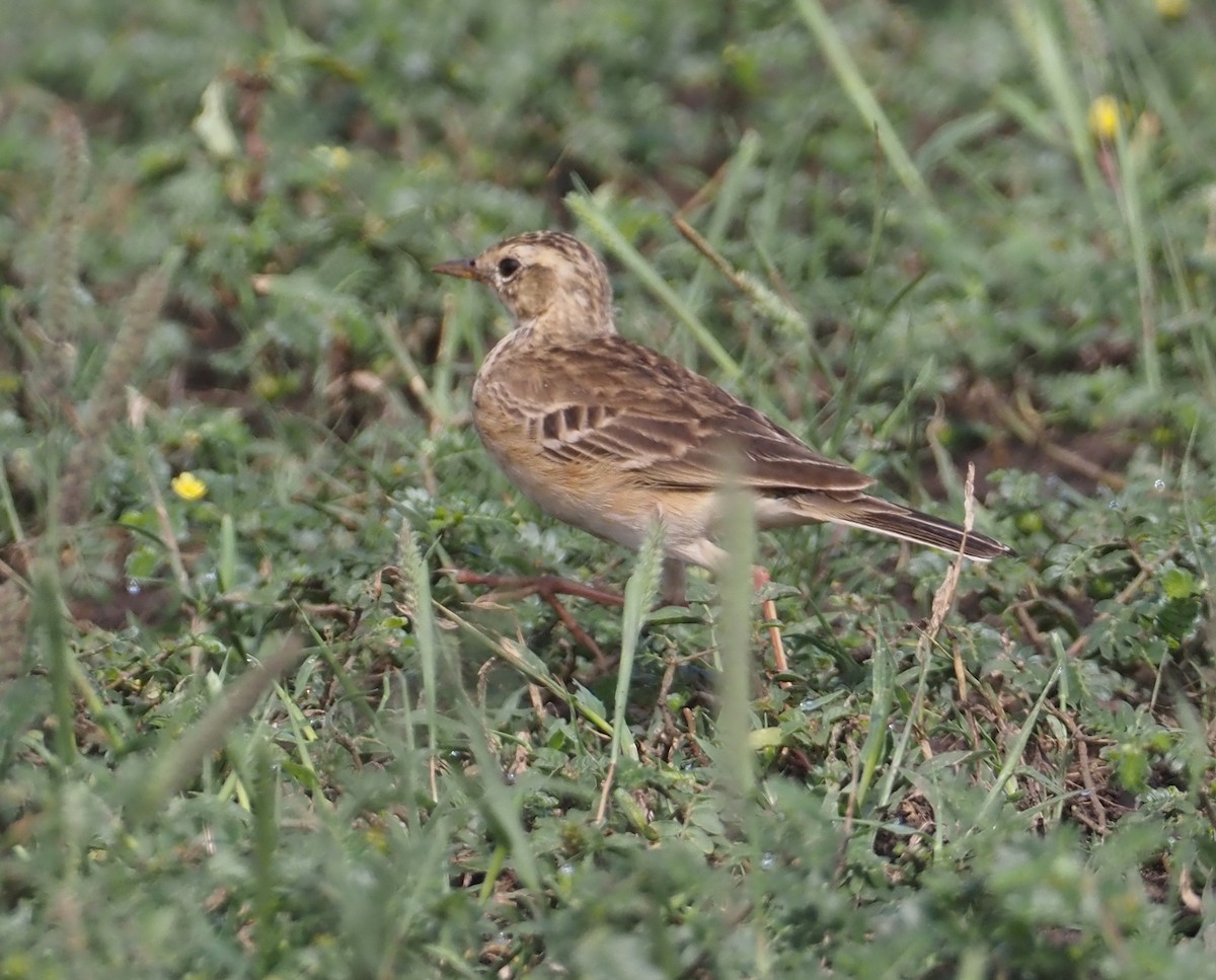 African Pipit (African) - ML613053574